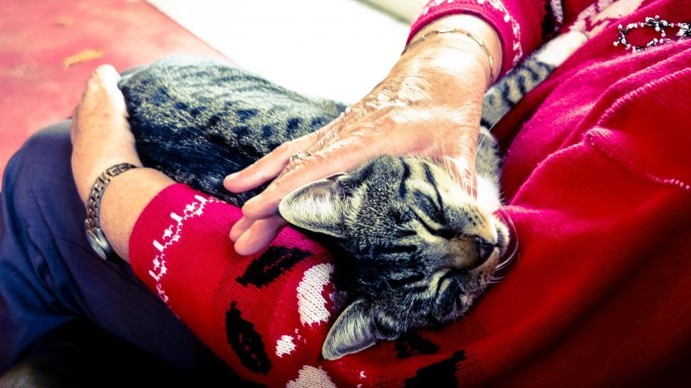 Free Image of Cat cuddling on a woman s lap 