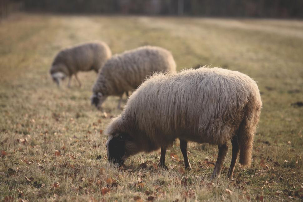 Free Image of Sheep grazing in a golden field 
