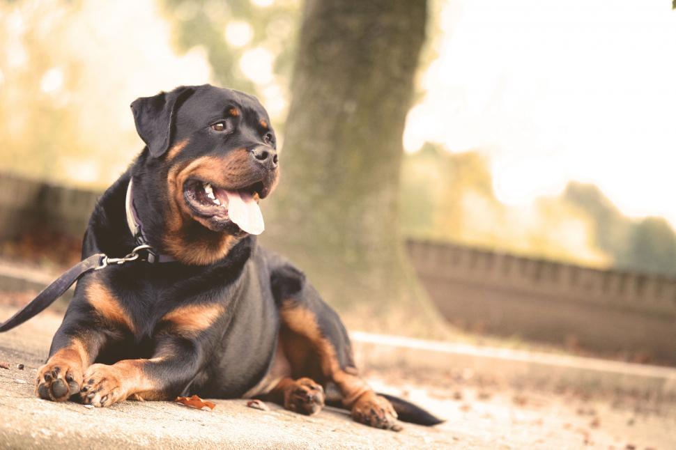 Free Image of Lying Rottweiler dog enjoying the park 