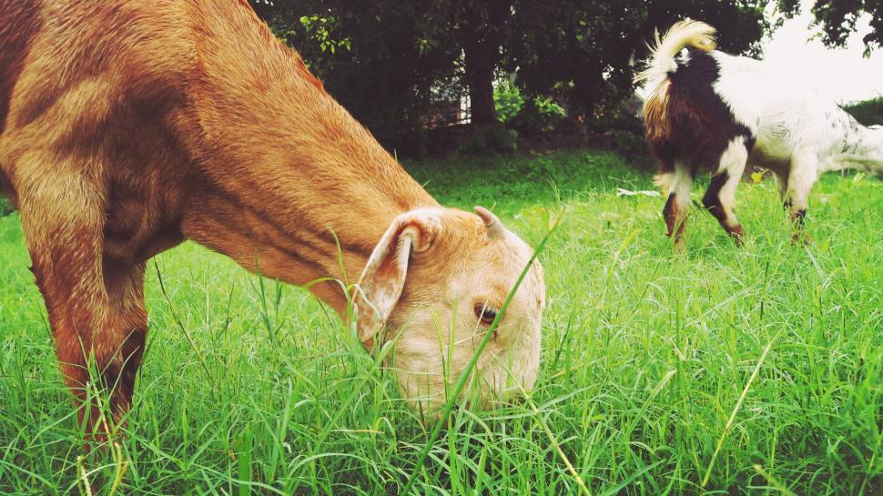 Free Image of Grazing goat in lush green pasture 