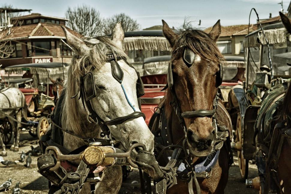 Free Image of Two horses with carriages in rustic setting 