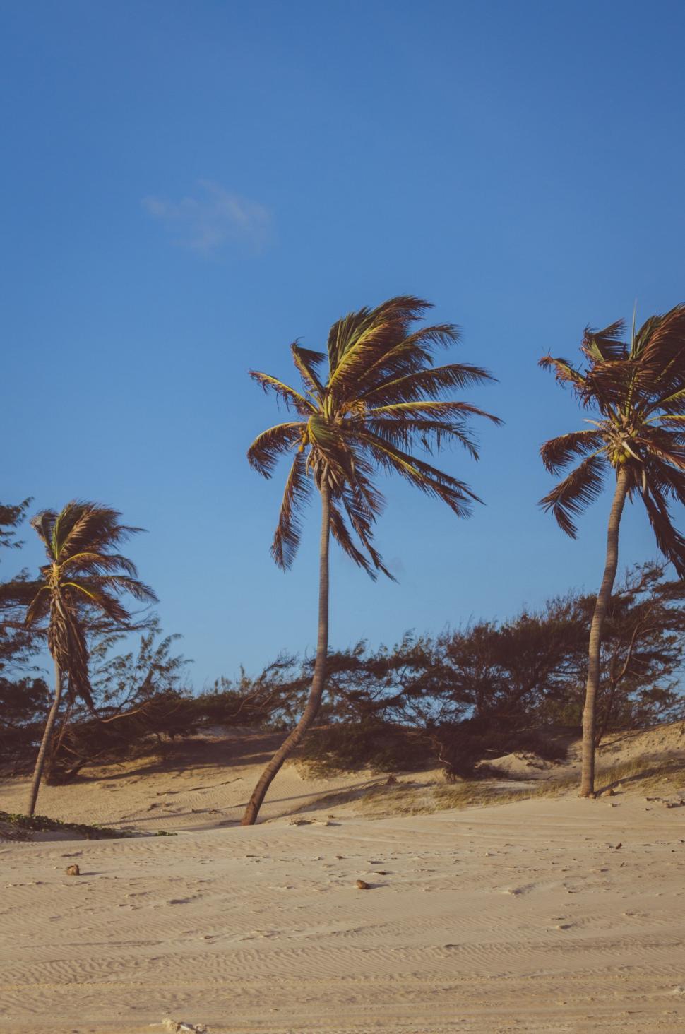 Free Image of Golden hour at beach with bending palms 