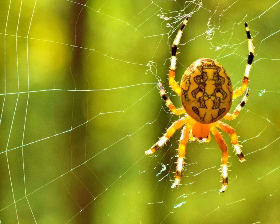 Free Image of Garden spider on its intricate web 