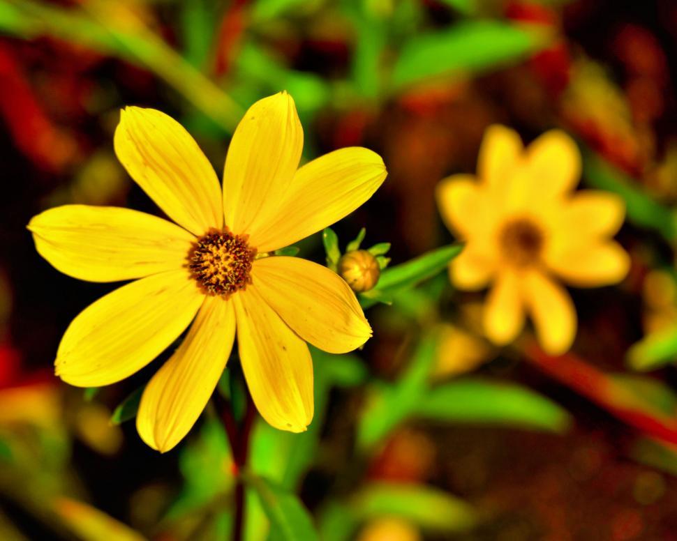 Free Image of Vibrant close-up shot of a yellow flower 