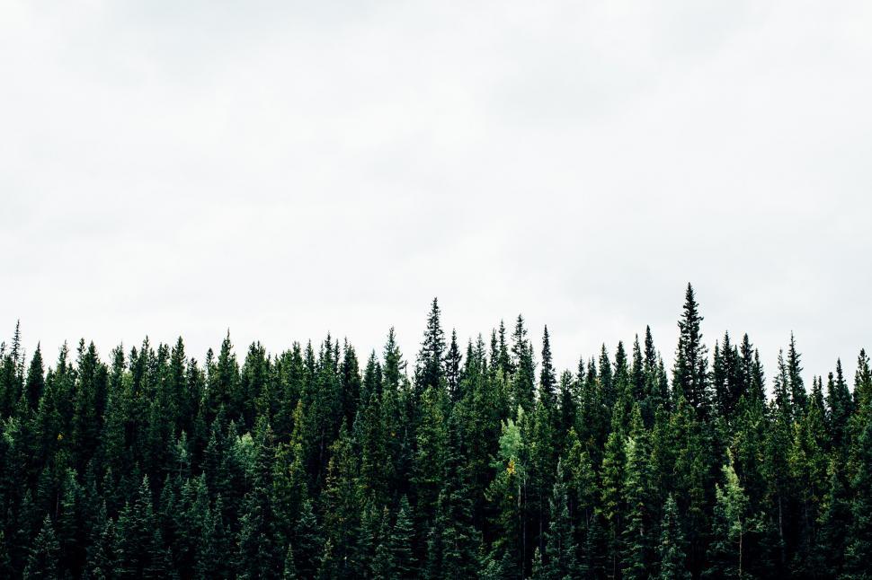 Free Image of Forest skyline with dense pine trees 
