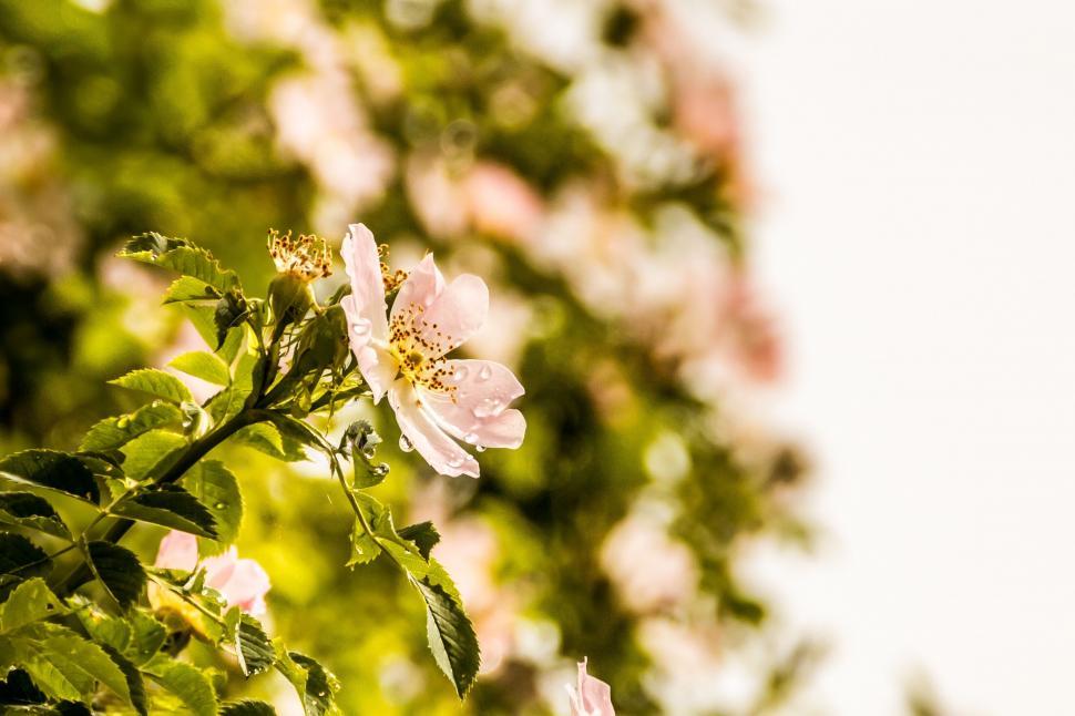 Free Image of Pink flowers on green foliage background 