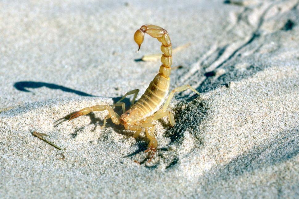 Free Image of Scorpion raises stinger 