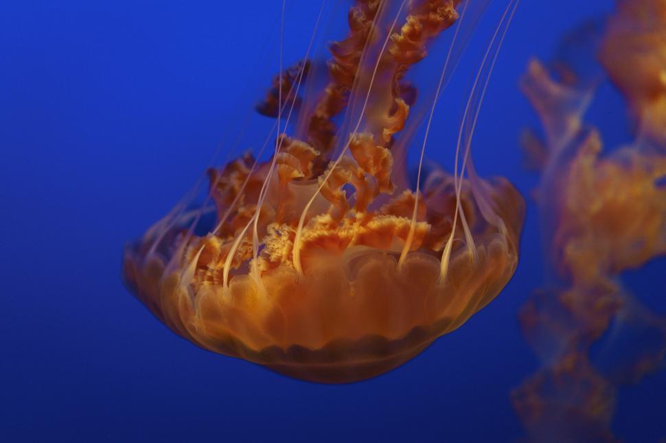 Free Image of Orange Jellyfish Floating in Deep Blue Water 