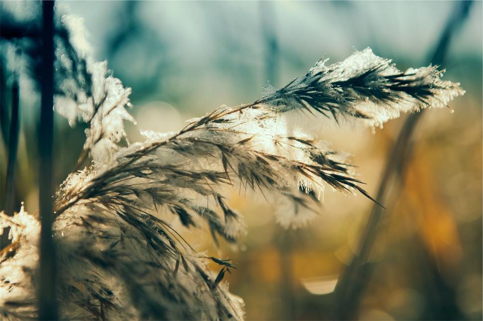 Free Image of Frost kissed plant in golden sunlight 