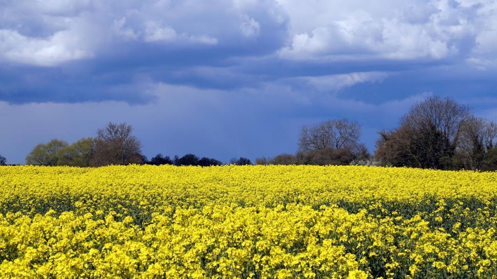 Free Image of Yellow rapeseed field under a stormy sky 
