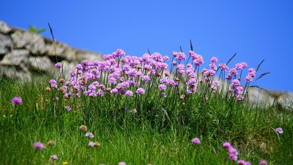 Free Image of Pink sea thrift flowers against blue sky 
