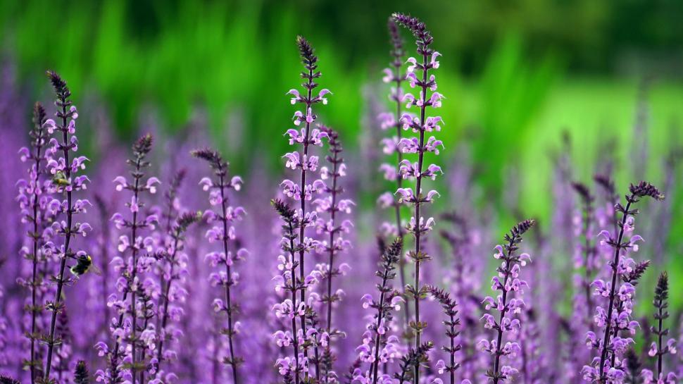 Free Image of Field of purple salvia flowers in bloom 