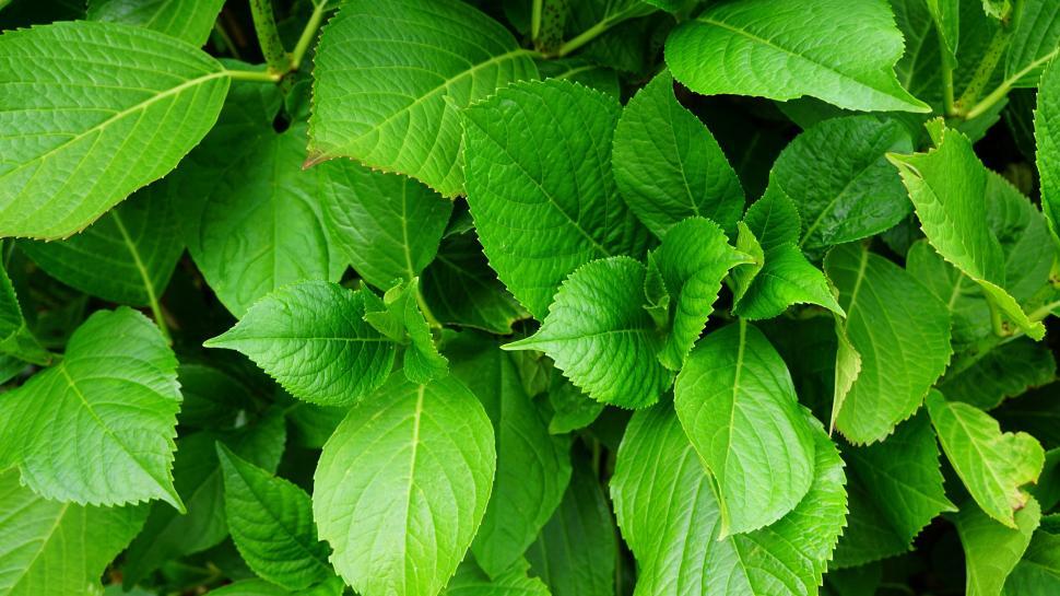 Free Image of Lush green leaves texture background 