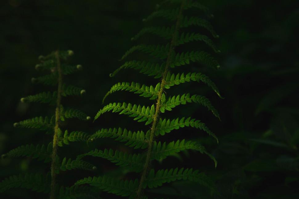 Free Image of Mysterious green fern in low light 