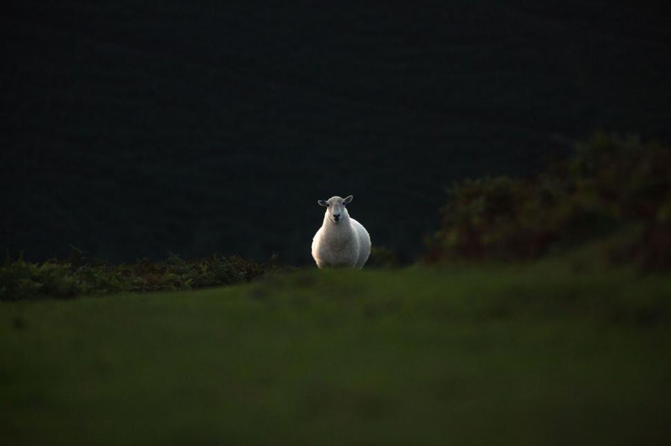 Free Image of Sheep standing alone in twilight field 