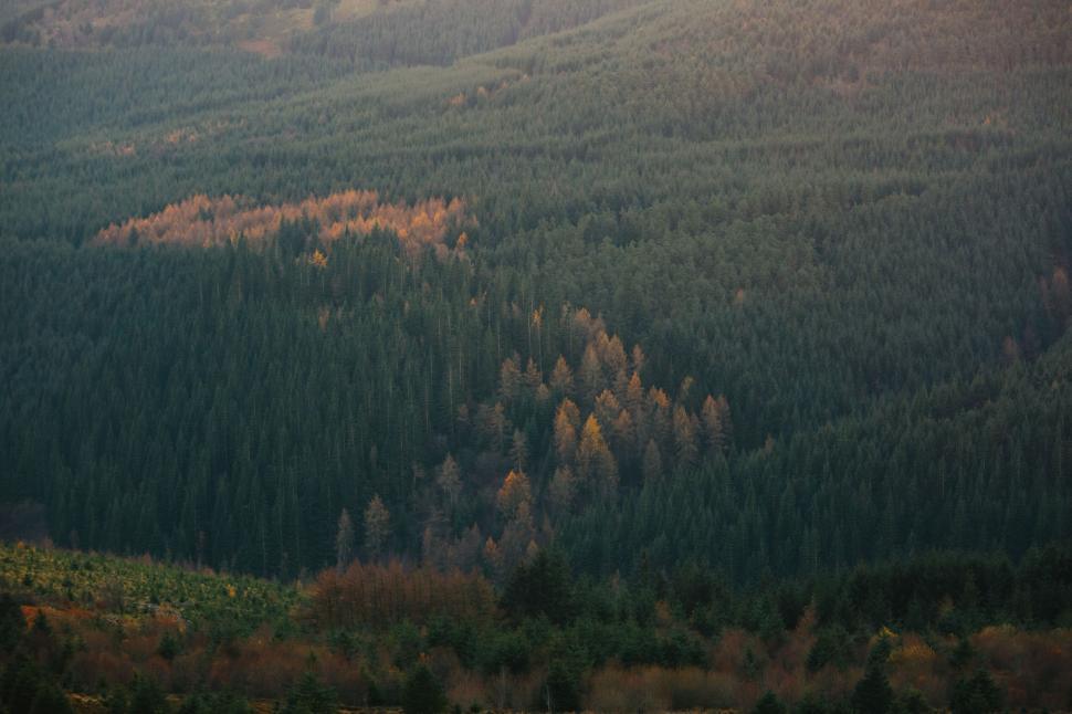 Free Image of Lush forest with autumn colored trees 