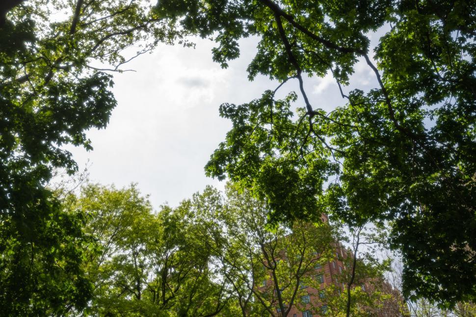 Free Image of Lush greenery veiling a city building 