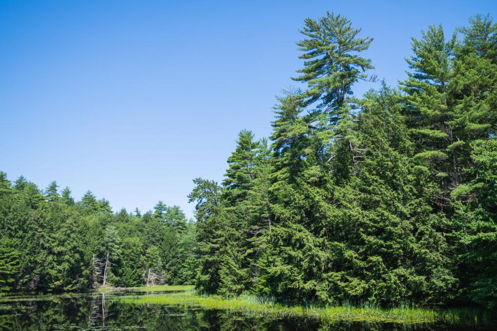 Free Image of Tranquil forest lake on a sunny day 