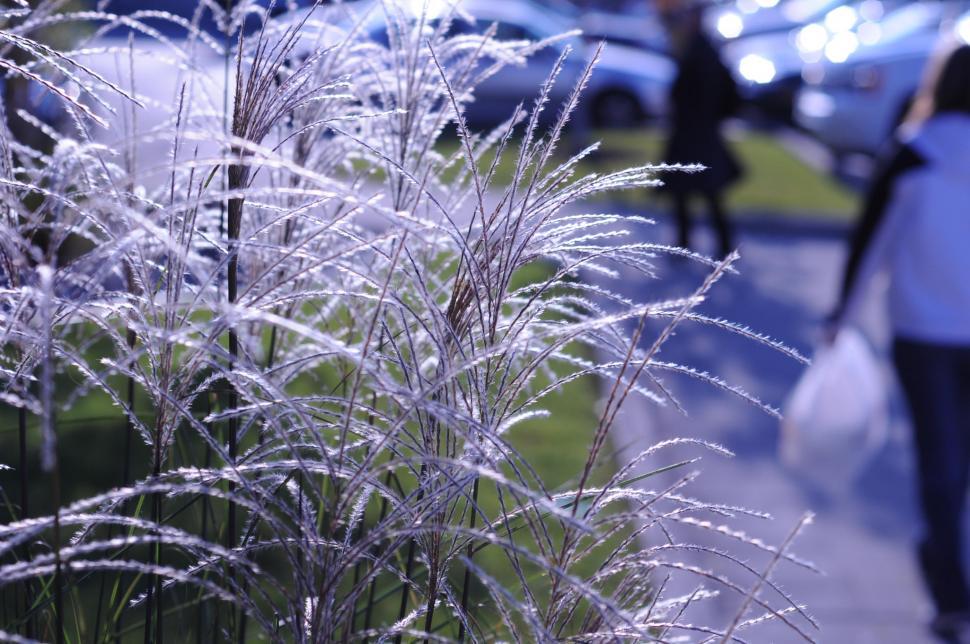 Free Image of Frozen grass 