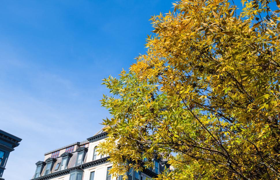 Free Image of Vibrant yellow leaves against a blue sky 