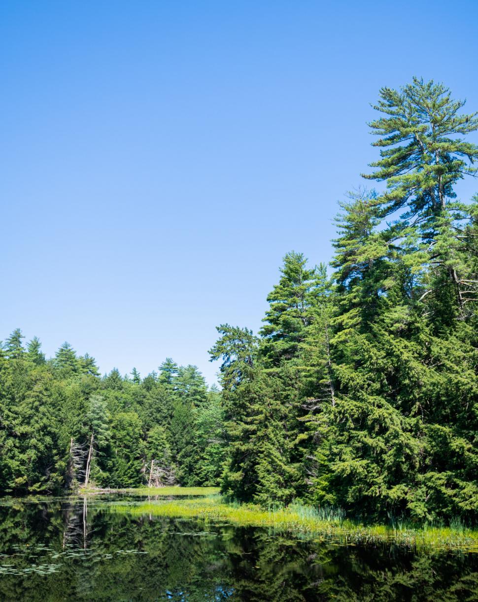 Free Image of Clear blue sky over a lush green forest 