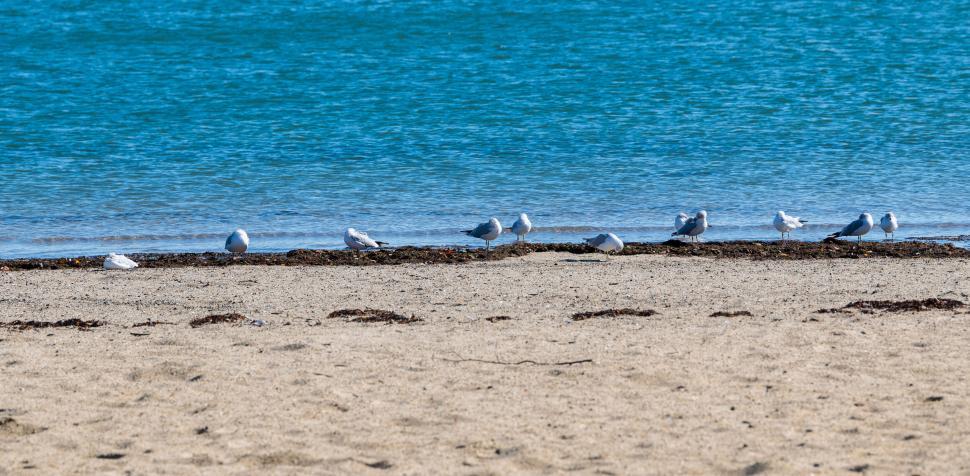 Free Image of Seagulls resting on a peaceful sandy beach 