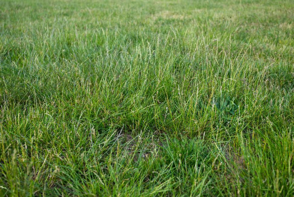 Free Image of Vibrant Green Grass Field Textured Background 