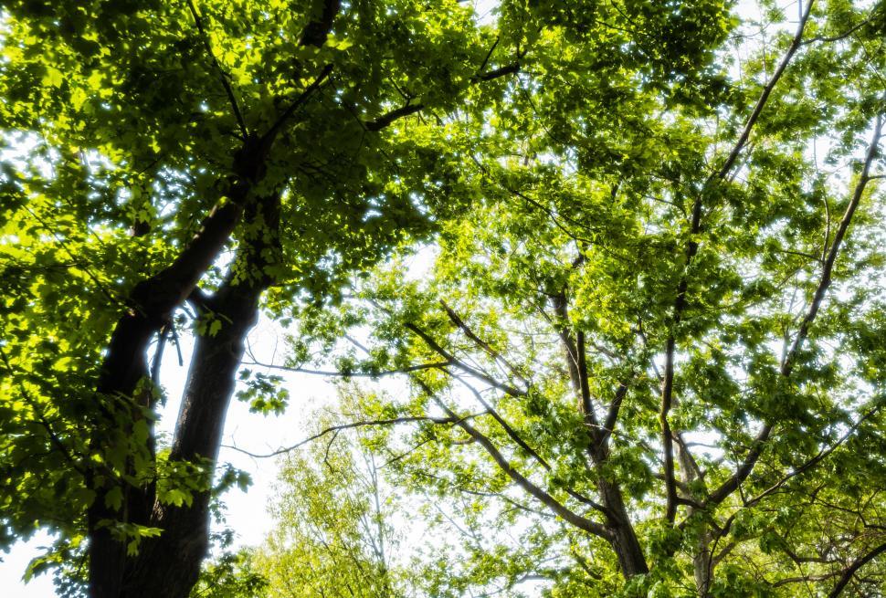 Free Image of Sunlight Filtering Through Lush Canopy 