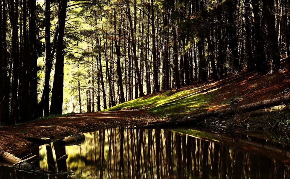 Free Image of Sunny day reflections in forest water 