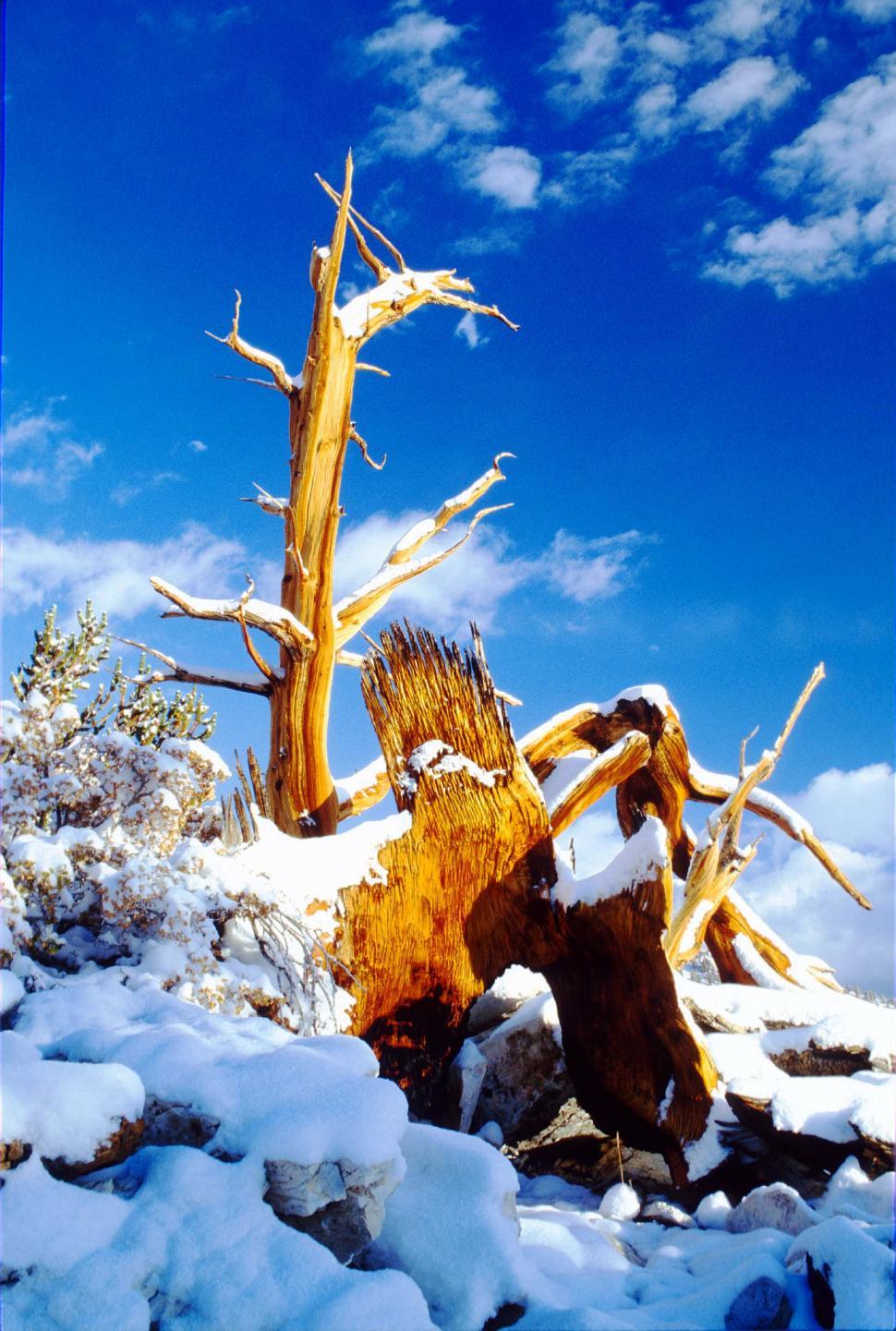 Free Image of Tree Standing in Snow 