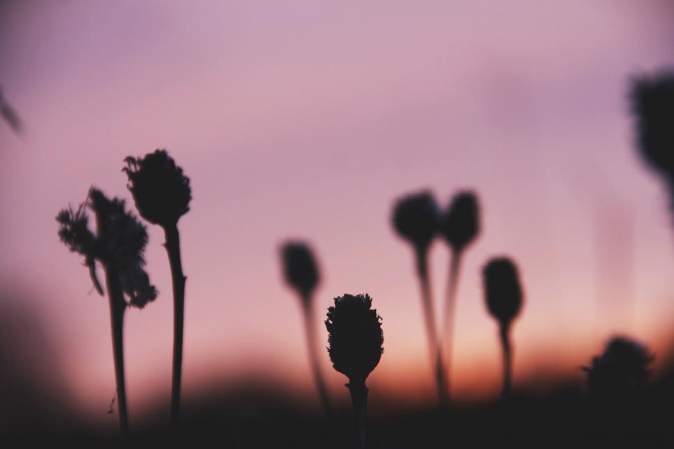 Free Image of Silhouettes of wildflowers at dusk 