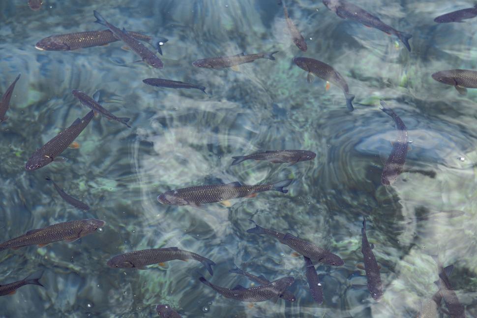 Free Image of Fish swimming in clear blue waters 