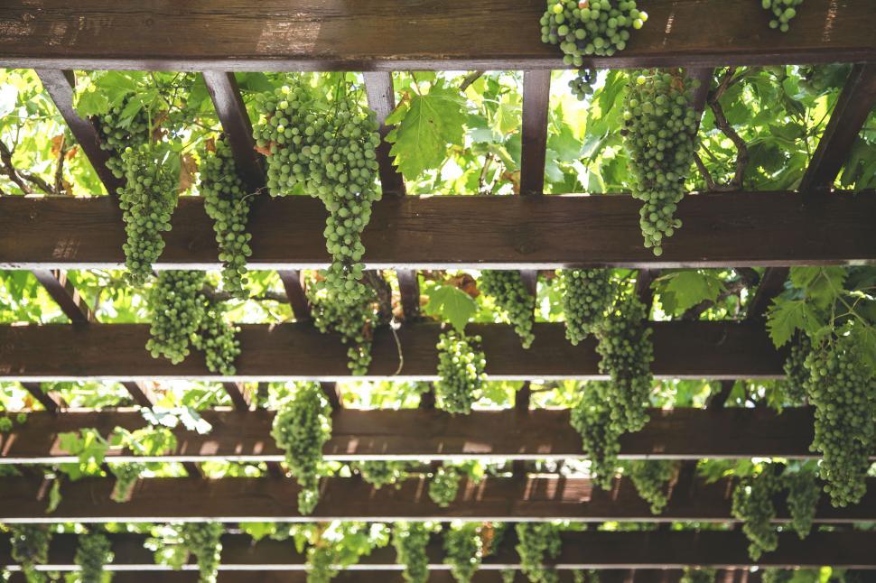 Free Image of Ripe grapes on vine under a pergola 