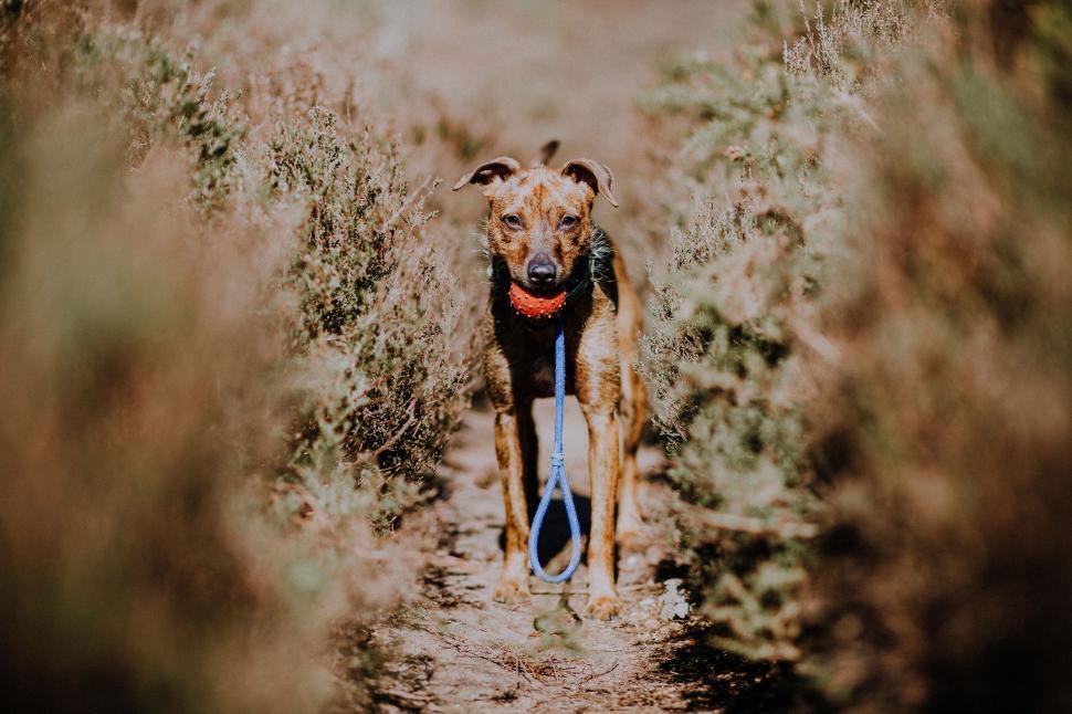 Free Image of Dog with leash in mouth on trail 