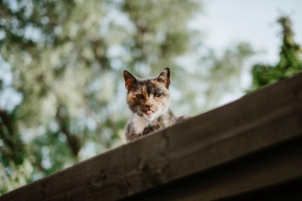 Free Image of Curious cat peeking over wooden fence 