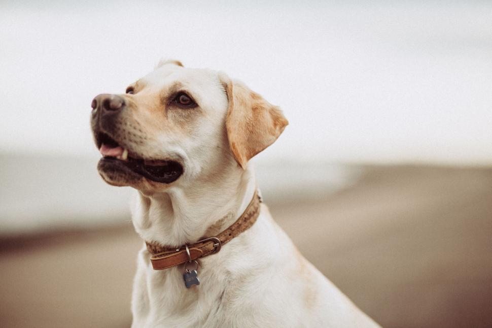 Free Image of Golden Labrador on serene beach 