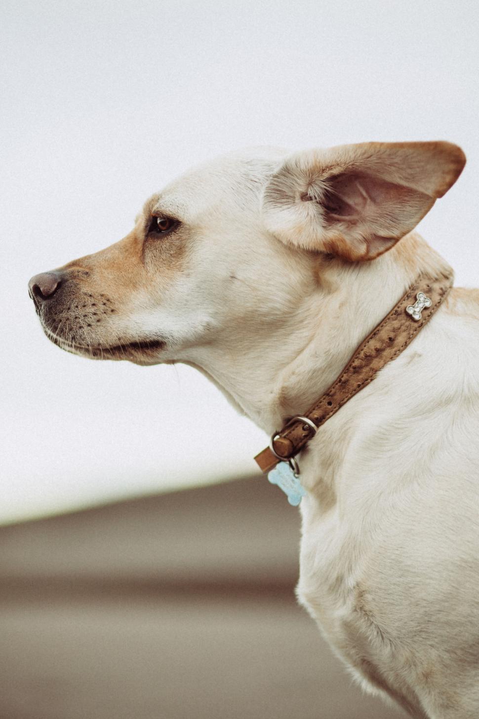 Free Image of Alert cream dog with attentive ears 