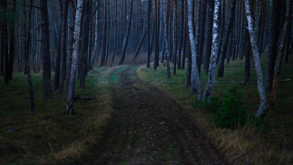 Free Image of Twilight in a birch tree forest 