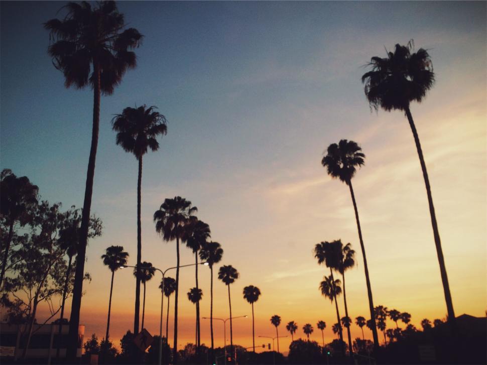 Free Image of Palm trees silhouette against sunset sky 