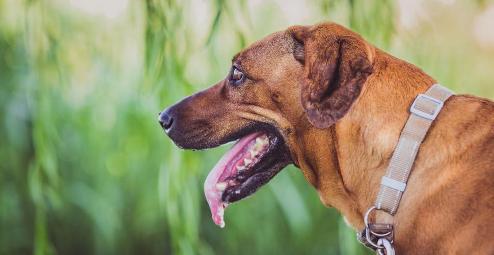 Free Image of Brown dog looking away in nature 