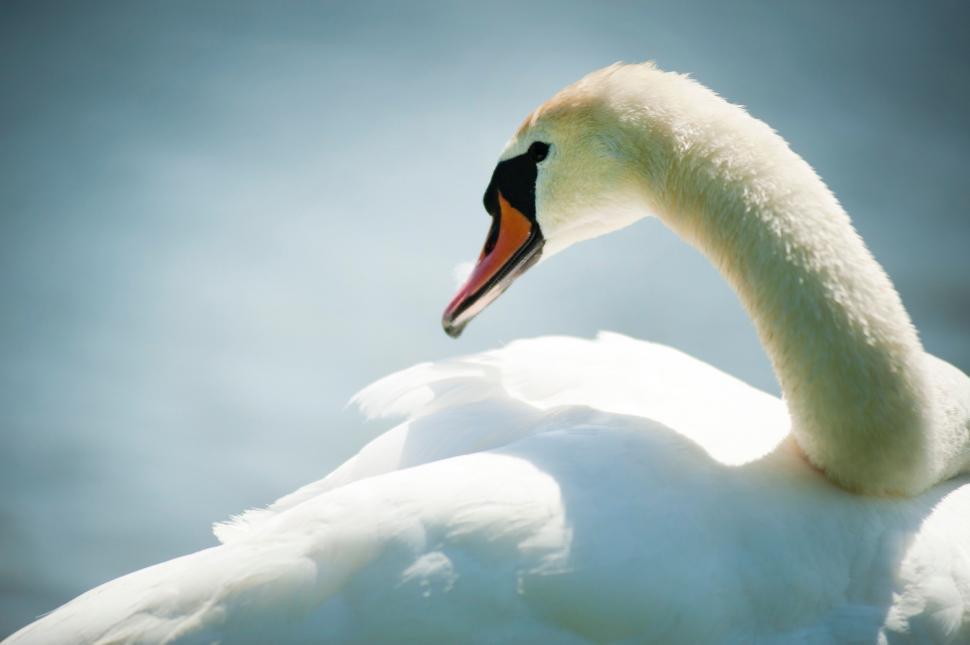 Free Image of Close-up of a graceful white swan 