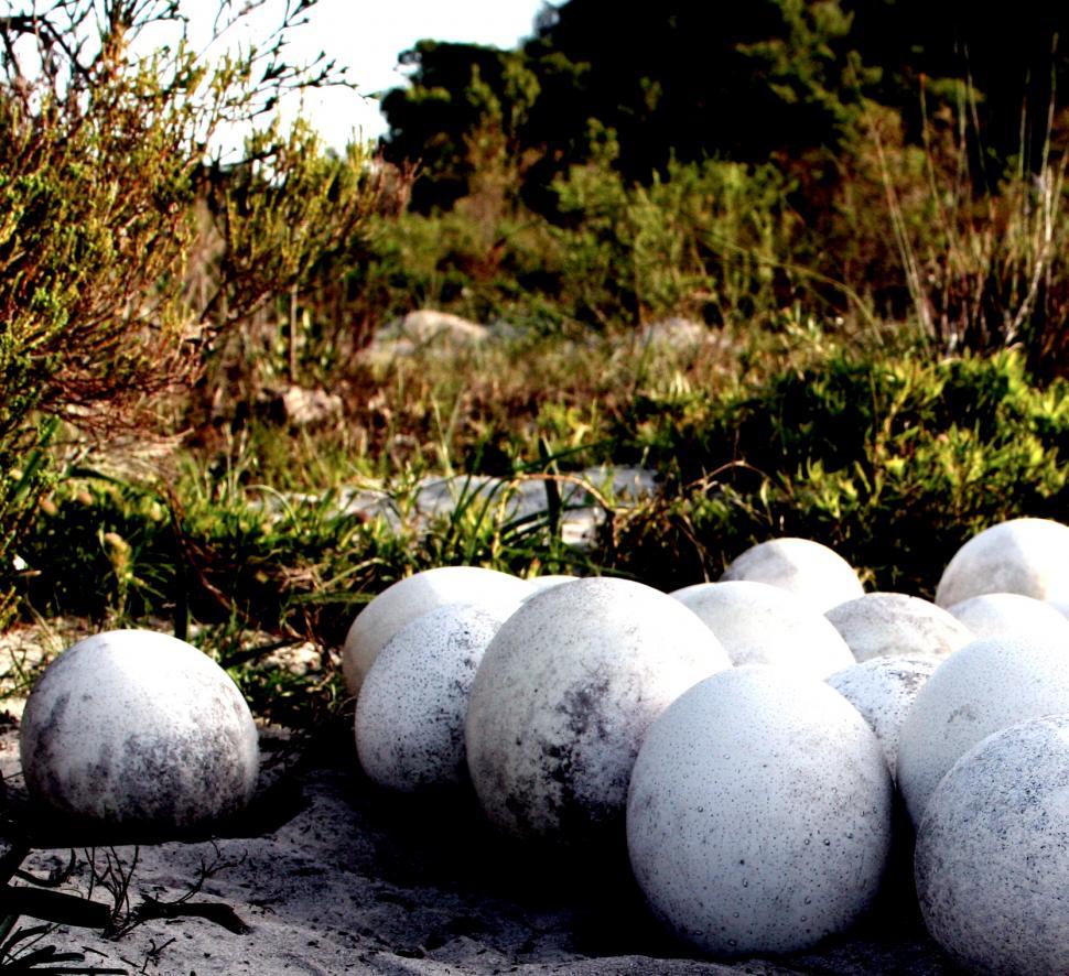 Free Image of Ostrcih Eggs 