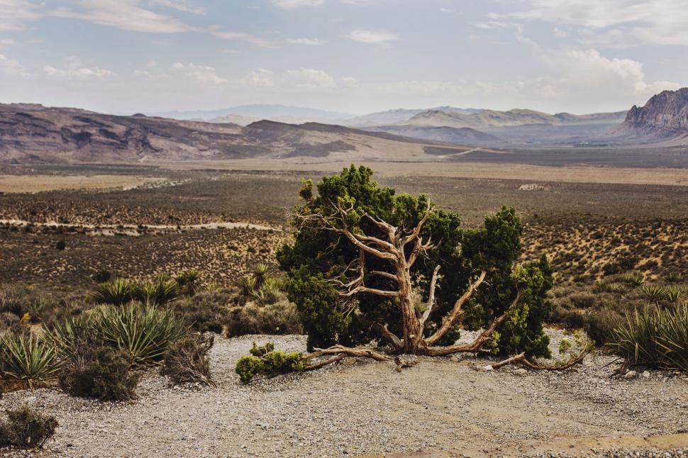 Free Image of Lone tree standing in a vast desert landscape 