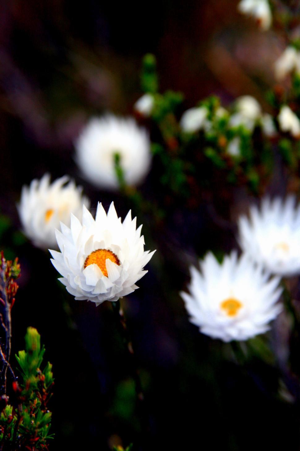 Free Image of Wild Flowers 