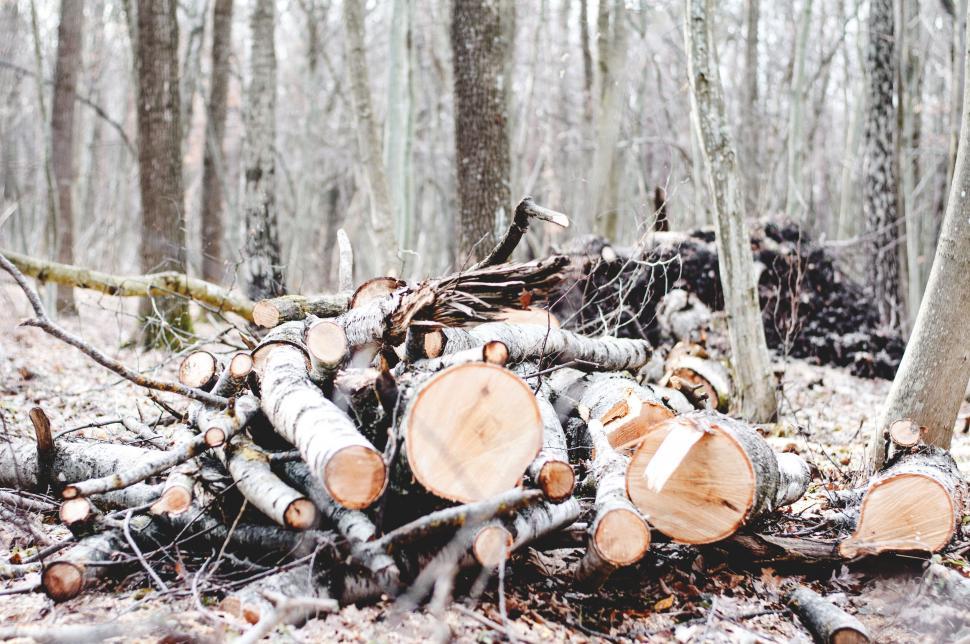 Free Image of Freshly cut logs stacked in a forest 