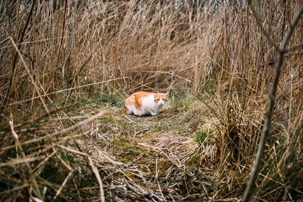 Free Image of Ginger cat exploring the dry grass field 