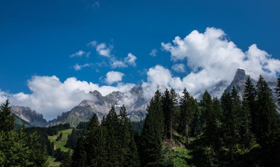 Free Image of Dense forest under a cloudy blue sky at daytime 