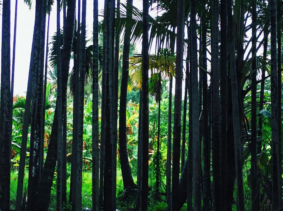 Free Image of Dense tropical palm forest scene 