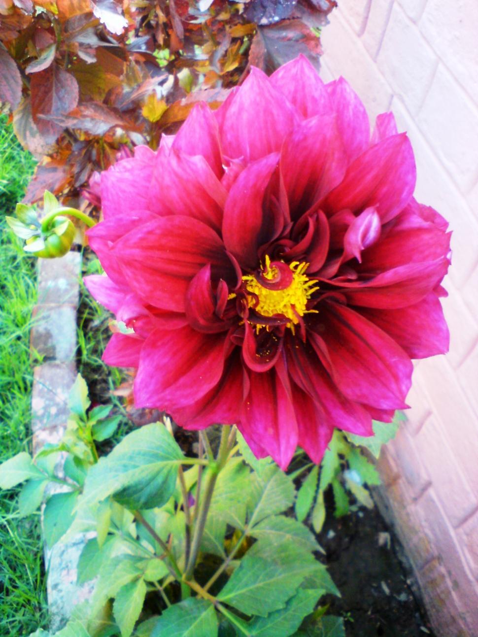 Free Image of Flowers 