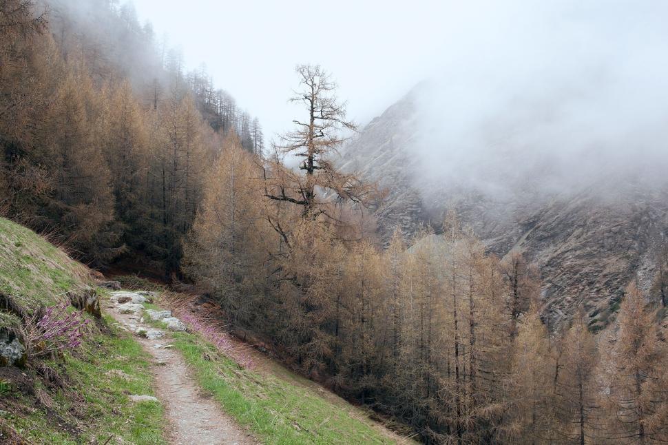 Free Image of Mountain trail through autumnal forest mist 